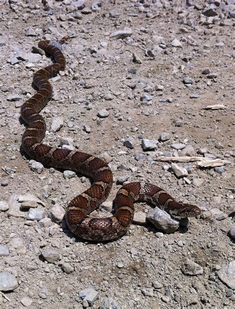 bigjworks: Eastern milk snake