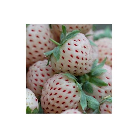 White Strawberry Seeds