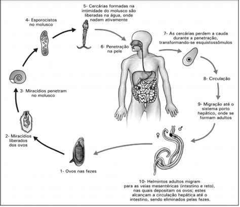 Ciclo De Vida Do Esquistossomo - 6