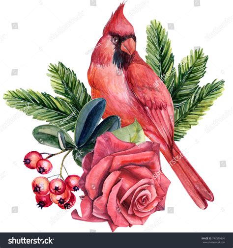 2,989 Cardinal Rose Images, Stock Photos & Vectors | Shutterstock