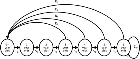 4 Example Of An Age Structured Population Life Cycle Diagram