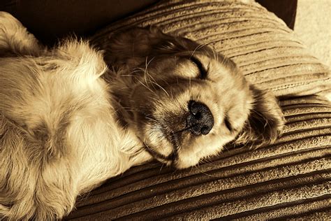 Dog Sleeping Habits: How Much Do Dogs Sleep? – Petozy