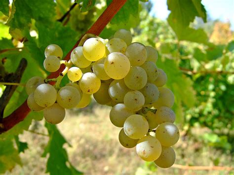 Old Cellars Revive Eastern Serbia Wine Tourism