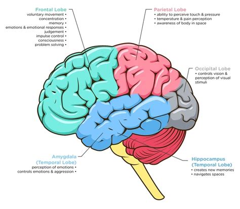 Dementia: What Part of the Brain is Under Attack?