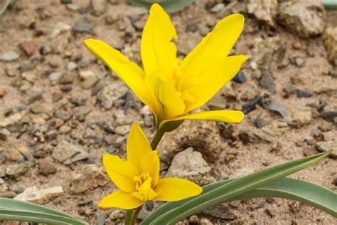 Cina Riscoperti Fiori Di Tulipa Mongolica Nella Mongolia Interna