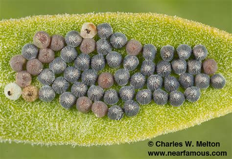 Parasitized moth eggs. - Trichogramma - BugGuide.Net