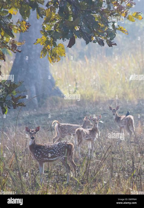 A Herd Of Grazing Spotted Deer Axis Axis Also Known As Chital In