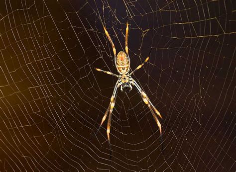 Trichonephila Plumipes Latreille 1804 Humped Golden Orb Weaving Spider