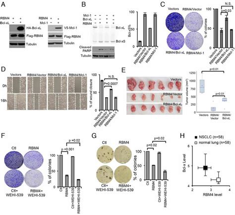 RBM4 Regulates Bcl X Splicing To Inhibit Cancer Progression A H157