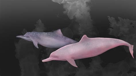 Are Hong Kong’s Pink Dolphins About To Disappear