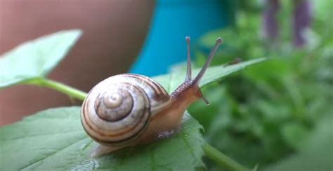 Cool Snail Names Cute Snail Name Ideas Foxynamer