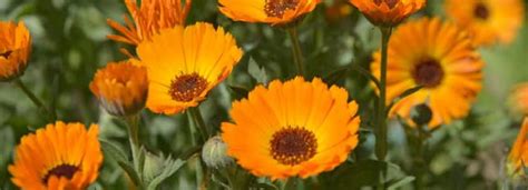 Calendula BenefIts Its Side Effects | Lybrate