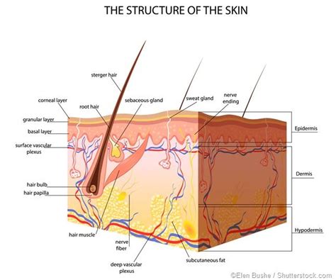 The subcutaneous tissue, also known as the hypodermis or superficial ...