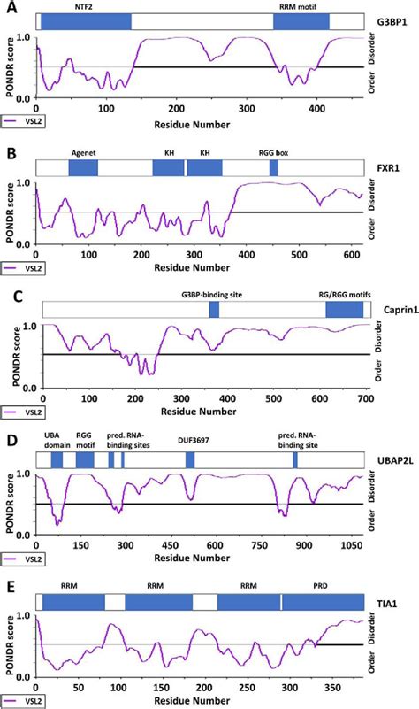 Figure From Molecular Mechanisms Of Stress Granule Assembly And