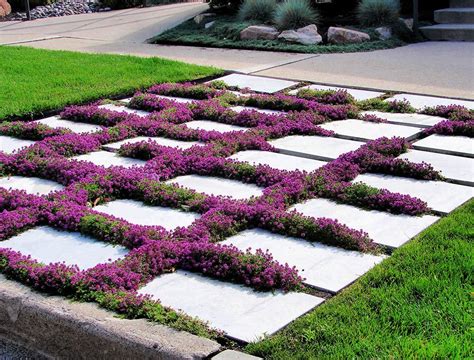 How Often to Water Your Creeping Thyme Lawn