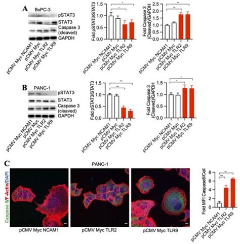 Antibodies Free Full Text Tlr2 And Tlr9 Blockade Using Specific