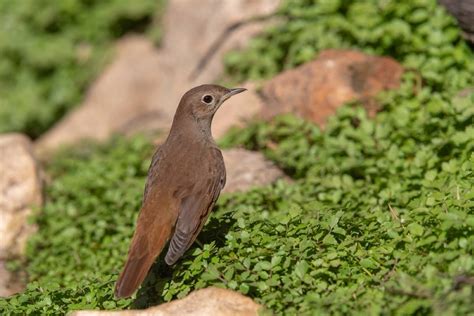 What Do Nightingales Sound Like? Nightingale Sounds & Songs