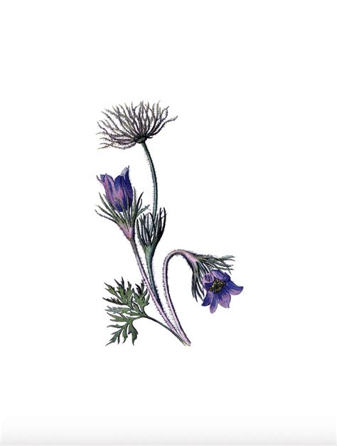 Lavender Botanical Prints - Finding Time To Fly