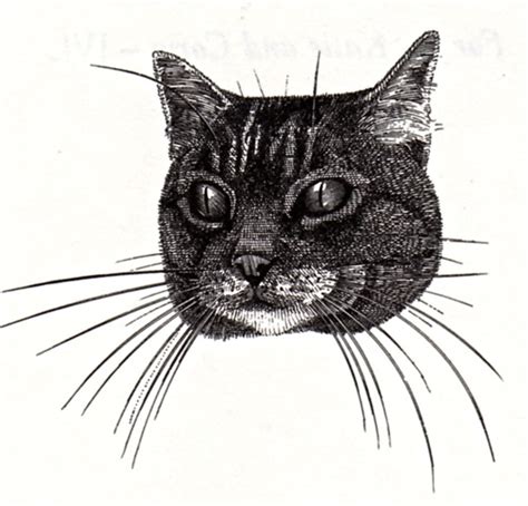 John Vernon Lord The Owl And The Pussy Cat