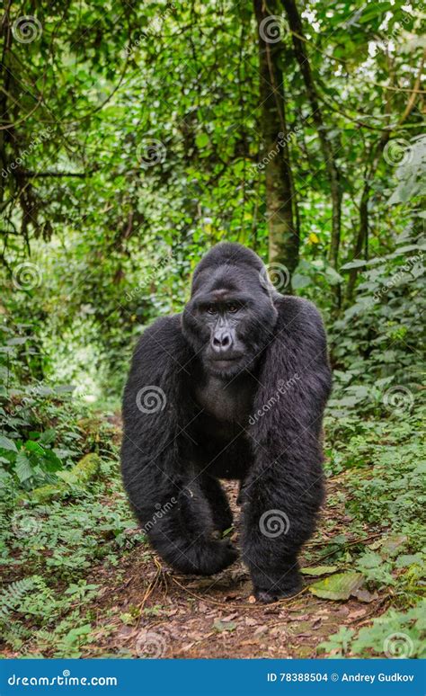 Mountain Gorillas In The Rainforest Uganda Bwindi Impenetrable Forest