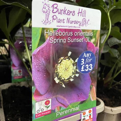 Helleborus Orientalis Spring Sunset 3ltr Bunkers Hill Plant Nursery