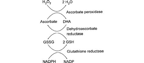 Reduction Of Hydrogen Peroxide H 2 O 2 By The Ascorbate Glutathione