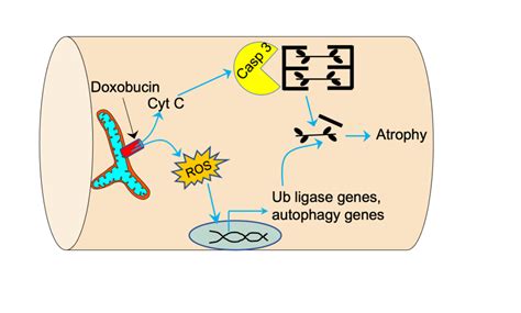 Doxorubicin Induced Skeletal Muscle Atrophy Is Mediated By