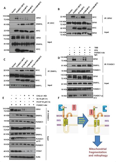 Mitophagy receptor FUNDC1 regulates mitochondrial dynamics and ... 