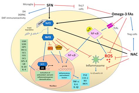 Antioxidants Free Full Text Antioxidants As A Potential Target Against Inflammation And