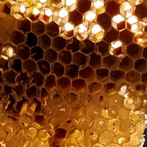 Beeswax (Cera Alba) - Beautyologie
