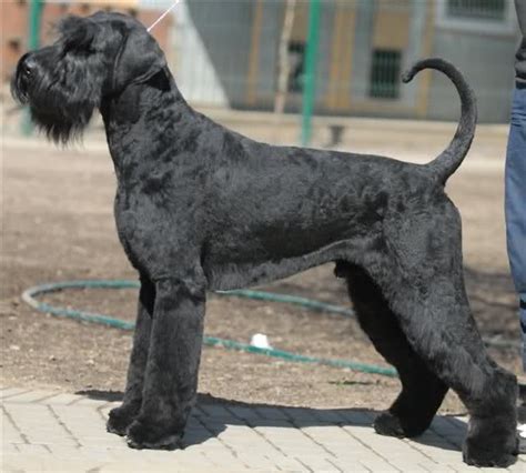 Giant Schnauzer Info, Temperament, Puppies, Pictures