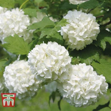 Viburnum opulus plants | Thompson & Morgan