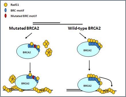 Rad Brca Interaction Stavans Lab