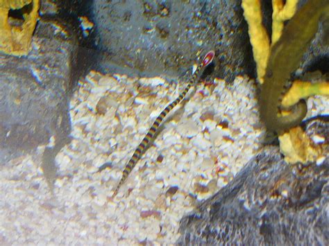 The Online Zoo - Banded Pipefish