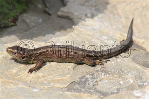 viviparous lizard - Brillianto Images