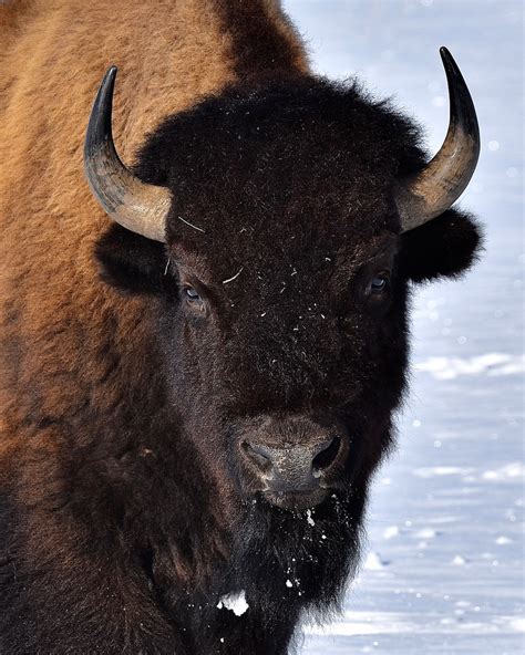 Ask a Naturalist: How to Identify Male and Female Bison | Eco Tour ...