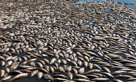 Estudian Acciones Frente A La Gran Mortandad De Peces En Lagunas Del