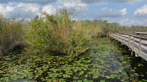 Descubre Los Incre Bles Parques Nacionales En Florida Que No Puedes