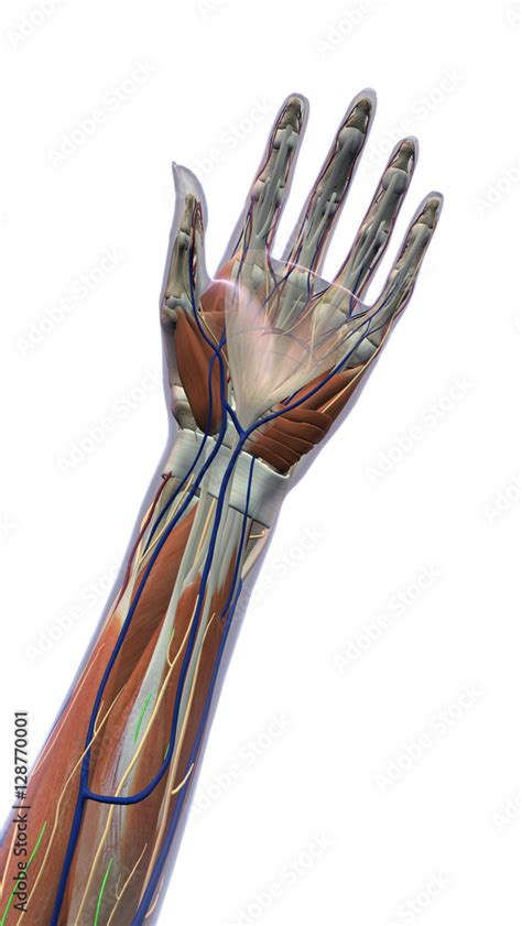 Ventral View Of Hand Anatomy On White Background Artery Dorsal