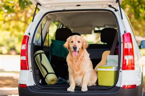 Consejos De Seguridad Vial Para Viajar Con Mascotas Autopistas