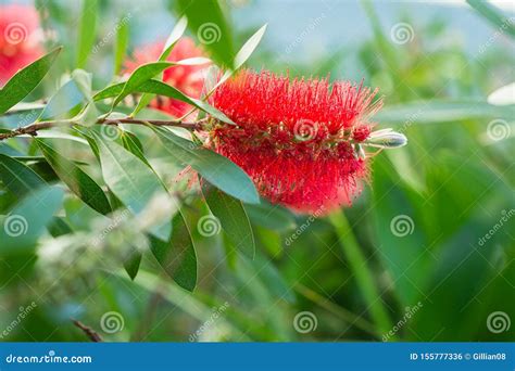 Bottlebrush Flower Stock Photo Image Of Close Xmas 155777336