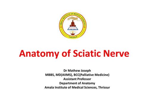 Sciatic Nerve Anatomy | PPT