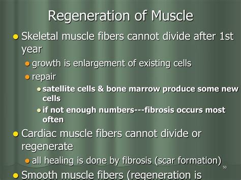 Ppt Three Types Of Muscle Tissue Powerpoint Presentation Free Download Id 6036446