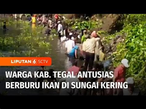 Warga Kab Tegal Ramai Ramai Berburu Ikan Di Aliran Sungai Sidapurna