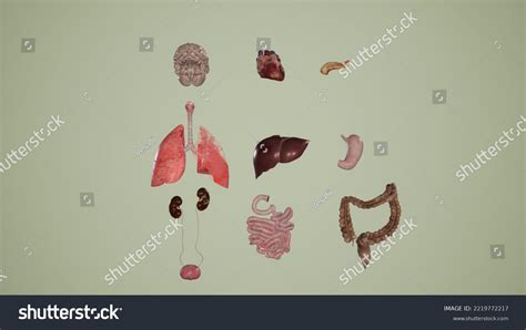 3d Rendering Human Body Internal Organs Stock Illustration 2219772217 Shutterstock