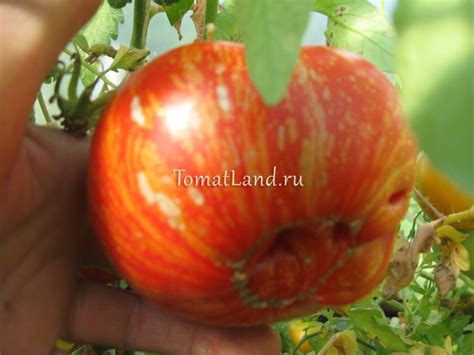 Томат Фейерверк: ОТЗЫВЫ (4), фото, урожайность, описание и ...