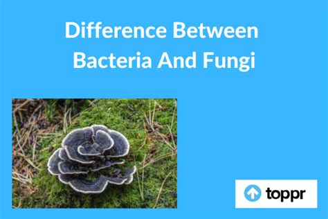 Difference Between Bacteria And Fungi