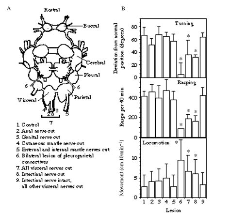 Identification of the neuronal pathways necessary and sufficient for ...