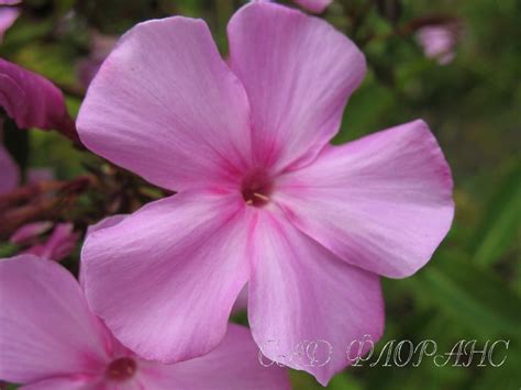 Сад Флоранс - Флоксы - (Phlox)