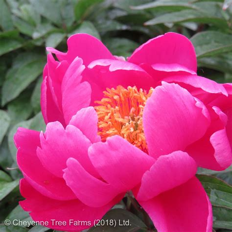 Peony – Karl Rosenfield – Cheyenne Tree Farm – Trees, Shrubs ...